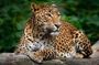 Yala Gaya Safari – Leopards, Elephants & Wildlife