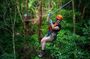 Ziplining Cape Tribulation with Treetops Adventures