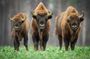 Bison Sanctuary, Vlad the Impaler Princely Court & Dracula Grave
