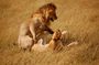 Nairobi National Park, Elephant Orphanage and Giraffe Centre