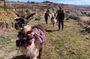 Llama & Alpaca Experience (Cusco Region): ANDEAN COLORS
