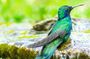 Hummingbird Watching Private Tour (4 Hrs.)