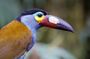 Mindo Cloud Forest Guided Private Tour with Three Fees included