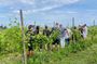 Wine Tasting and Tour of Lugana Wines in Sirmione
