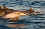 Medulin: 85% Dolphin Sunset Cruise, All-Inclusive & Face Painting