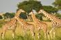 Giraffe Feeding And Kobe Beads Factory Experience
