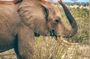 3 Day Safari to Tsavo East and Tsavo West from Coastal Beaches
