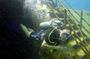 Scuba Diving at Catalina Island - 2 tank | 2 spots