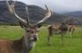 "Deer of the Atlas : Tazekka Natural Park & Ifrane Eco Tour | Private & Luxury