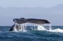 Whale Watching In Samana With Boat Tour