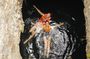 Tour Tulum 4 Cenotes and Traditional Food in Villa Maya