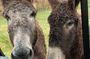 Private Custer State Park Safari and Hiking Tour