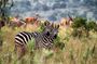 4 Day Uganda Queen Elizabeth Park & Chimpanzee Safari from Rwanda