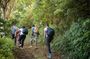 Blue Mountain Peak Hiking Tour from Kingston