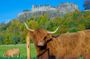 Stirling Castle, Trossachs National and Loch Lomond Day Tour from Edinburgh