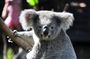 4 Days Great Barrier Reef, Kuranda, Daintree & Tablelands Cairns