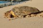 Boa vista Turtle Watching with local guides
