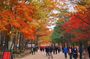The Beauty of the Korea Fall Foliage Discover 11days 10nights