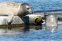 Zeeland seals Beach safari NL/DE