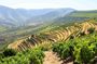Private Douro Valley Tour Including 3 Wineries