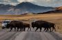 Private Wildlife and Scenic tour on Antelope Island