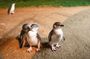 Phillip Island Full-Day Tour from Melbourne with Penguin Parade