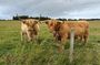 Invergordon Private Sheepdogs, Highland cows and Castle Tour