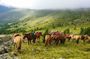 4-Day Horseback Adventure to Khagiin Khar Lake
