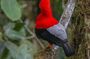 Private Mindo Birdwatching Tour from Quito