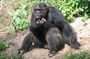 Ol Pejeta Conservancy Guided Day Tour From Nairobi