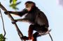 Endangered Monkeys Watching - Red Shanked Douc Langurs