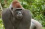 Visit the Ebogo site and Méfou Park from Yaoundé