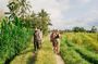 Astungkara Trail 10 Day Bali Coast to Coast Walking Pilgrimage