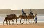 Camel Ride on the Beach of Essaouria