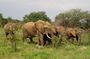 2 Days Safari in Maputo National Park
