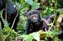 Uganda Private 8 Days Gorilla and Wildlife Safari