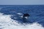 Dolphin and Sea Lion Tour of Catalina Island
