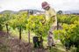 From Villa de Leyva Vineyard Tour