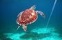 Full-Day Private Tour Hol Chan Bucket List Snorkeling and Marine