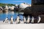 African Penguins, Cape Point & Constantia Wine tasting Full Day Tour.