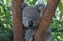 Koala & Kangaroos Experience, Waterfalls and Scenic Train Journey