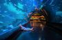 Aquaria and AR Trick Eye Museum Tickets in Phuket