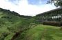 2 Days 1 Night Cameron Highlands, Ipoh, Cave & Kellie's Castle
