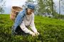 Tea Factory Tour from Nuwara Eliya