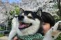 Tokyo Private Cherry Blossom Tour with a Shiba Inu & Shrine Walk