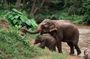 Chiang Mai Elephant Sanctuary, Bamboo Rafting and Waterfall Tour
