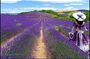 Nice: Gorges of Verdon and Fields of Lavender Tour