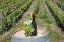 Private Wine tasting trip to Peloponnese with Pick up