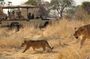 5 Days 4 Night In Ruaha And Udzungwa Mountain National Park