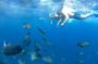 Lembongan Snorkeling at Manta Bay, Toya Pakeh Wall and Mangrove
